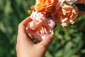 Woman hand holding pink rose flowers in rockery in summer time. Gardener worker cares about flowers in flower garden. Floriculture hobby and flower planting cultivating concept. photo