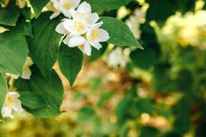 Beautiful white jasmine blossom flowers in spring time. Background with flowering jasmin bush. Inspirational natural floral spring blooming garden or park. Flower art design. Aromatherapy concept. photo