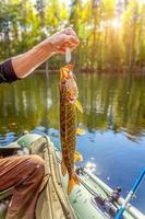 Fishing camping tourism relax trip active lifestyle adventure concept. Fisherman hand with fish pike against background of beautiful nature and lake or river. photo
