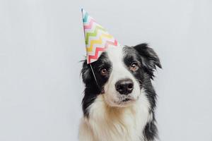 Happy Birthday party concept. Funny cute puppy dog border collie wearing birthday silly hat isolated on white background. Pet dog on Birthday day.