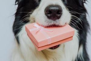 Puppy dog border collie holding pink gift box in mouth isolated on white background. Christmas New Year Birthday Valentine celebration present concept. Pet dog on holiday day gives gift. I'm sorry. photo