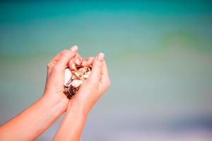 Close up of hands holding variety of beautiful seashells photo