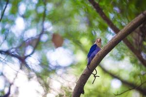 Cute little colorful bird on Maldives photo