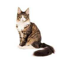 Maine coon kitten isolated on white background photo