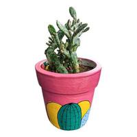 succulent with color pot photo