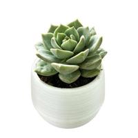 succulent with color pot photo