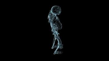animação médica 3D de um esqueleto humano girando - loop