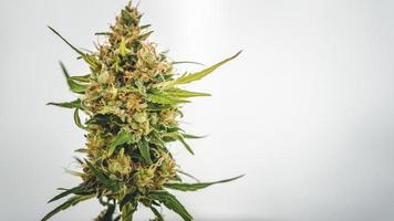 cosecha fresca de cannabis medicinal. primer plano de los cogollos de marihuana sobre fondo blanco foto