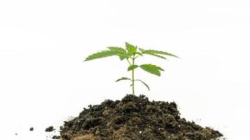 Close-up of young medical marijuana plant growing in the soil, isolated on white background. Cannabis sprout. photo
