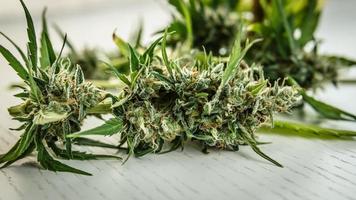 cosecha fresca de cannabis medicinal. primer plano de los cogollos de marihuana sobre fondo blanco foto