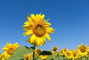 fila de girasoles bajo el cielo azul claro. foto