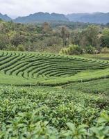 Organic tea plantation with light fog. photo