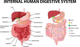 Diagram showing internal human digestive system vector