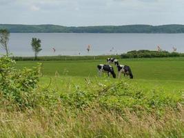 at the baltic sea in germany photo