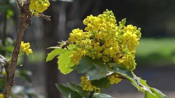 abeille et fleurs de printemps