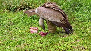 photo à la main d'un vautour africain mangeant une carcasse sur des images d'herbe verte.