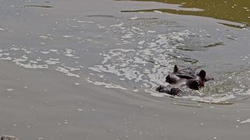 hippopotame flottant dans des images d'eau de marais. video