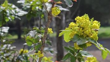 Biene und Frühlingsblumen video