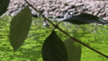 primer plano de flores y hojas de temporada video