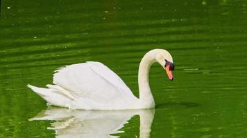 cygne flottant sur l'eau du lac vert video