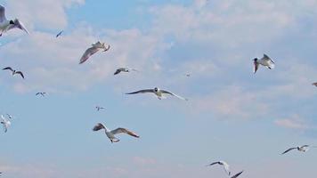 aves marinhas voando no céu video