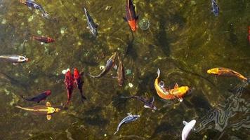 Herde bunter Goldfische, die in ruhigem Teichwasser schwimmen video