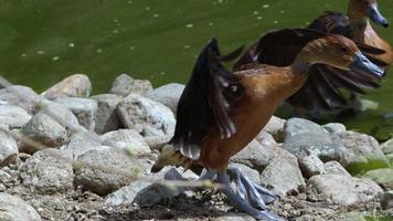 braune Ente, die mit ihren durchnässten Flügeln durch die Seeaufnahmen schlägt. video