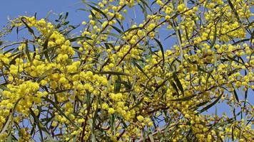 Nahaufnahme von saisonalen Blumen und Blättern video