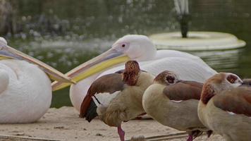 Vögel sitzen in der Kälte am See und Aufnahmen von Springbrunnen. video