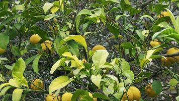 citrons biologiques mûrs frais sur une vidéo de citronnier feuillu. video