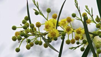 Immagine ravvicinata di fiori e foglie di stagione video