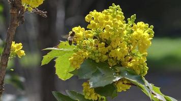 Biene und Frühlingsblumen