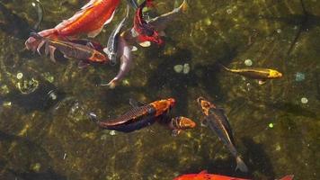 bando de peixinho colorido flutuando na água calma da lagoa