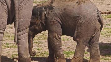 bebê elefante protegido por sua mãe em seu rebanho video