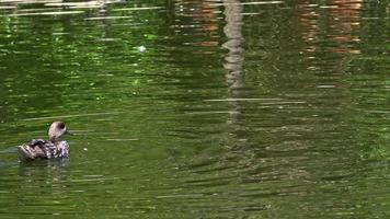 Entenpflege in Seeaufnahmen mit grünem Wasser. video