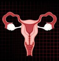 Human internal organ with uterus vector