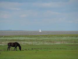 isla baltrum en alemania foto