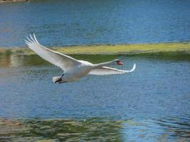 the baltic sea near flensburg in germany photo