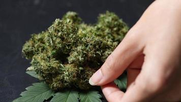 A young gardening hand touches on a dried marijuana flower after drying and curing process, ready for consumption, extreme close up on small details of plant trichomes pistils, alternative herb video