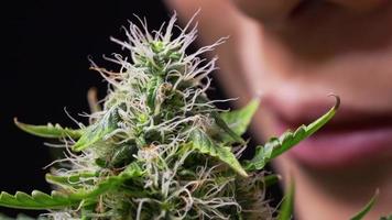 Macro shot of female sniff and smell fresh marijuana flower top buds while working in greenhouse farm, legalized weed, medical medicine and treatment, cannabis industry research, terpenes therapy video