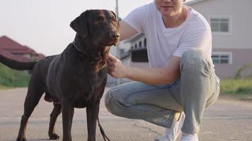 um passeador de cachorro bonito asiático em meio período agachado acariciando filhote de labrador preto, treinamento de obediência de cães, acariciando cachorro grande e controle de comportamento animal, um cão bem treinado no comando de espera video