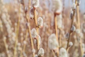 Willow spring buds on the branch. Blooming verba in spring forest background. photo