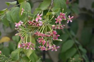 Combretum Indicum in the garden. Leaves of Combretum. It is a vine with red flower. photo