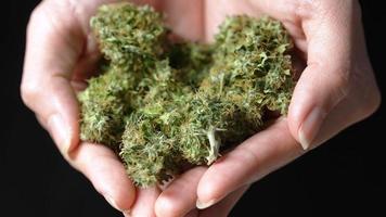 A heart shape of female hands holding a dried cannabis buds, zoom in details of marijuana trichomes, food maintenance procedures, hand full of weed buds, alternative medication choice for health