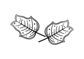 hand drawn leaf with autumn theme 1 vector
