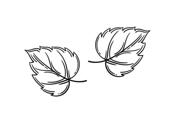 hand drawn leaf with autumn theme 5