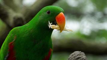 perroquet eclectus mange de la canne à sucre video