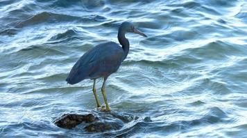 Pacific reef heron hunts for fish video