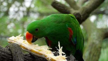 papagaio eclectus come cana-de-açúcar