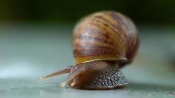 lumaca da giardino che striscia, macro video